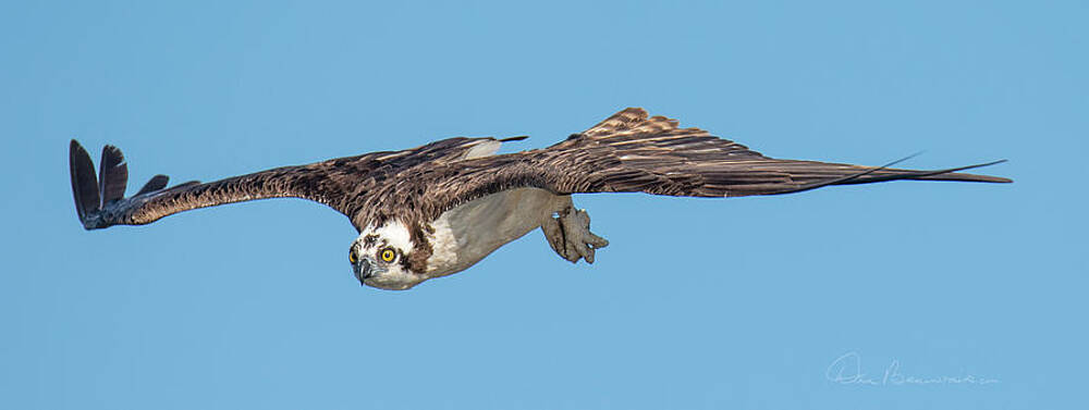 Wall Art - Photograph - Osprey 3649 by Dan Beauvais