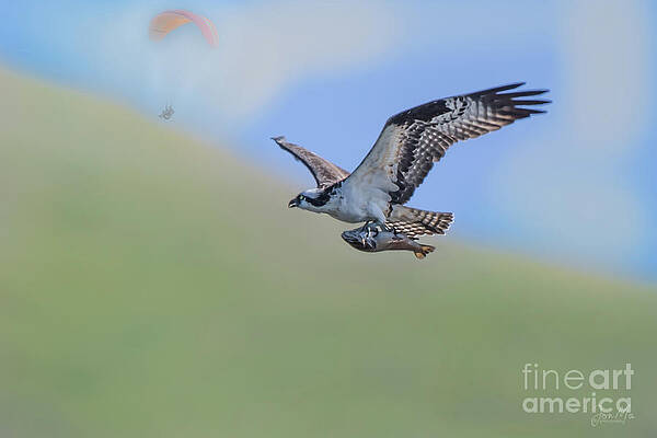 Osprey got Sushi for Lunch by Jon Ma