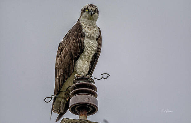 Wall Art - Photograph - Osprey watch by Bill Posner