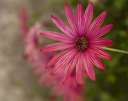 Wall Art - Photograph - Osteospermum The Cape Daisy by Shirley Mitchell