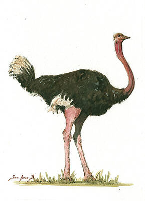 Ostrich Paintings Fine Art America