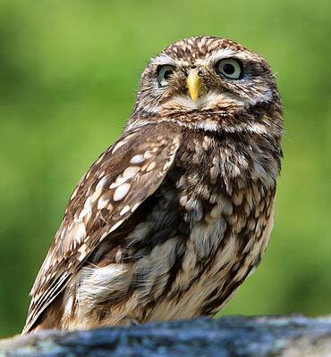 Owl II by Robert Edmanson-Harrison Owl II by Robert Edmanson-Harrison