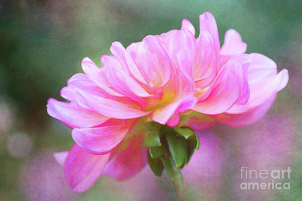 Wall Art - Photograph - Painted Pink Dahlia by Anita Pollak