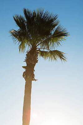 Palm Trees Photographs (Page #13 of 35) | Fine Art America