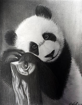 Baby Panda Drawings Fine Art America