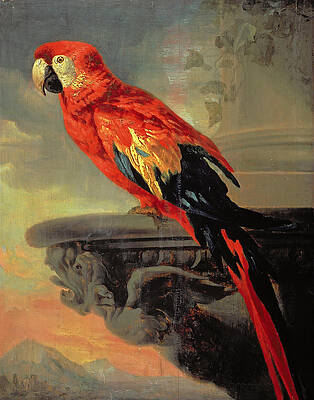 Parrot Print by Peter Paul Rubens