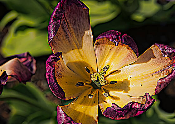 Parrot Tulips by John Amelia