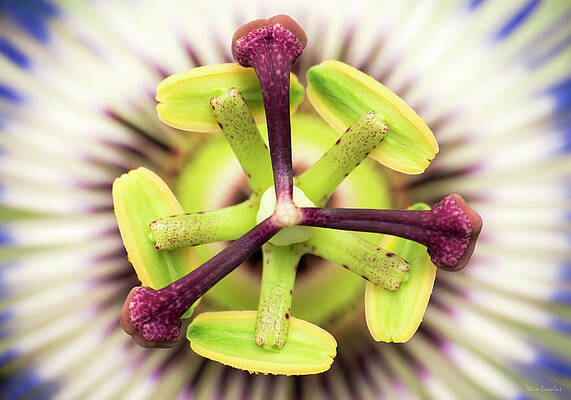Passion for Macro Two by Wim Lanclus Passion for Macro Two by Wim Lanclus