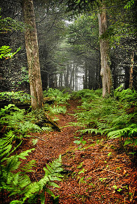 Wall Art - Photograph - Path in the Ferns by Joye Ardyn Durham