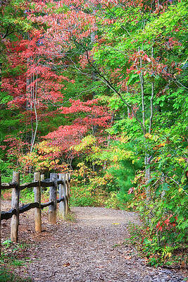 Wall Art - Photograph - Path in the Woods by Jill Lang