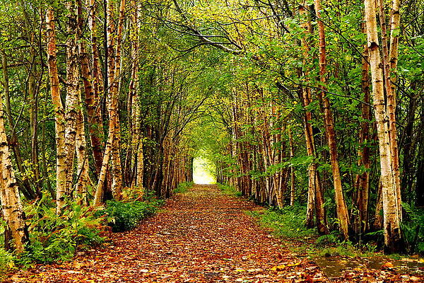 Wall Art - Photograph - Path through tree tunnel by Lukasz Ryszka