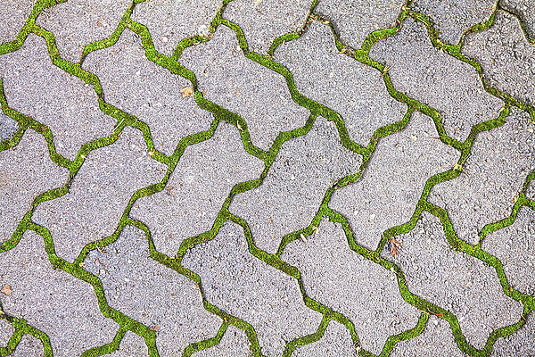 Dried moss Photograph by Paul Budge - Fine Art America