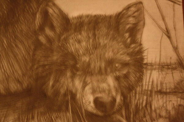 Wall Art - Drawing - Pd9-10 by Shannon Rains