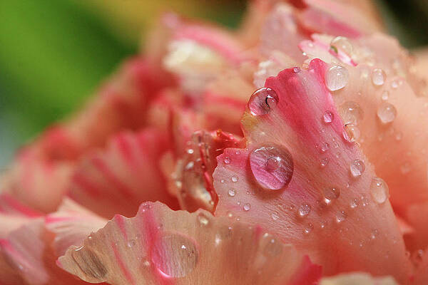 Wall Art - Photograph - Peach and Pink Carnation Petals by Angela Murdock