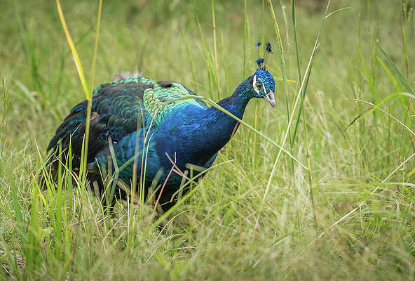 Peacock in the Grass by Serena Vachon Peacock in the Grass by Serena Vachon