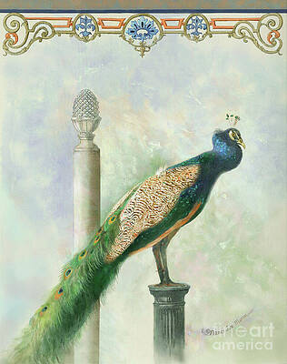 Illustration Animal Peacock Bird Scientific Pavo Cristatus 12X16 Framed Print