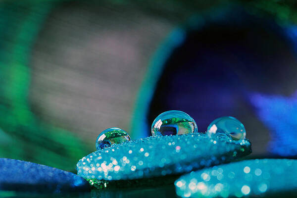 Wall Art - Photograph - Peacock Water Drops and Glitter by Angela Murdock