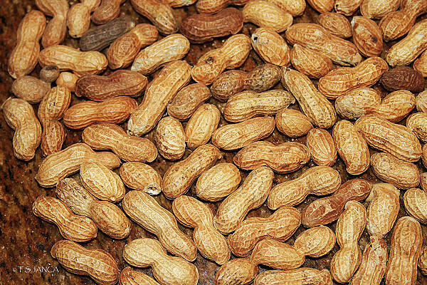 Wall Art - Digital Art - Peanuts by Tom Janca