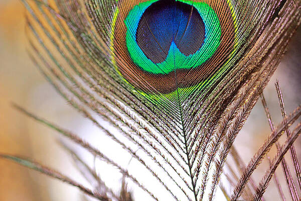 Wall Art - Photograph - Peaock Feather and Soft Background by Angela Murdock