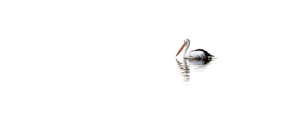 Wall Art - Photograph - Pelican Adrift by Az Jackson