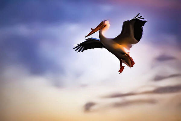 Pelican Floating in Clouds by Tammy Verbrick