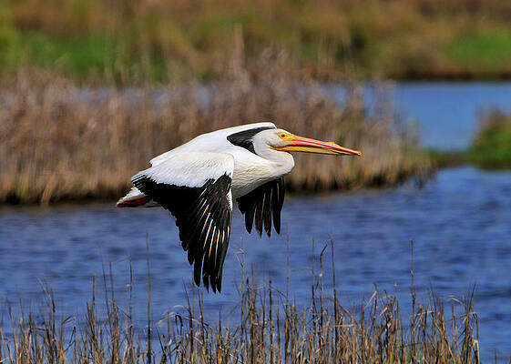 Pelican in flight by Bill Dodsworth Pelican in flight by Bill Dodsworth
