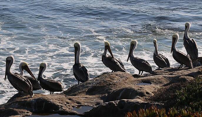 Wall Art - Photograph - Pelican Line-Up by Christy Pooschke