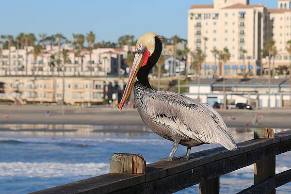 Wall Art - Photograph - Pelican on a Pier  by Christy Pooschke
