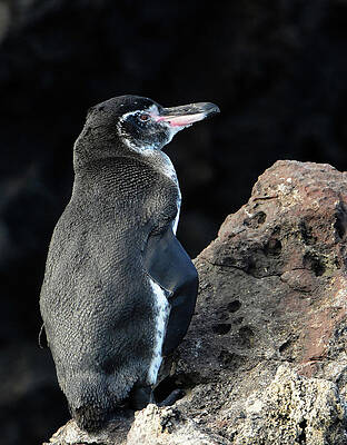 Penguin in Galapagos by Ted Keller Penguin in Galapagos by Ted Keller