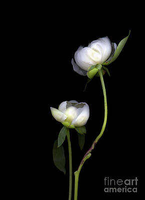 Peonies by Christian Slanec Peonies by Christian Slanec