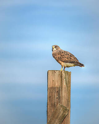 Wall Art - Photograph - Perched 0790 by Kristina Rinell
