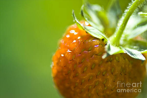 Wall Art - Photograph - Perfect Fruit of Summer by Heiko Koehrer-Wagner