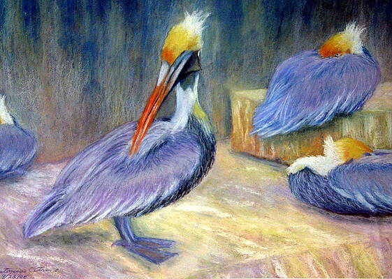 Peruvian Pelicans One Pastel by Antonia Citrino Peruvian Pelicans One Pastel by Antonia Citrino