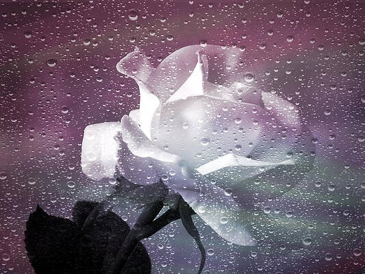 Wall Art - Photograph - Petals and Drops by Julie Palencia