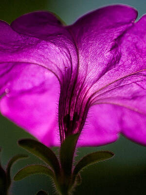 Wall Art - Photograph - Petunia All Aglow 2 by Dorothy Lee