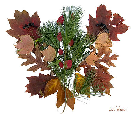 Wall Art - Digital Art - Pine and Leaf Bouquet by Lise Winne