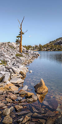 Wall Art - Photograph - Pine and Rock by Alexander Kunz