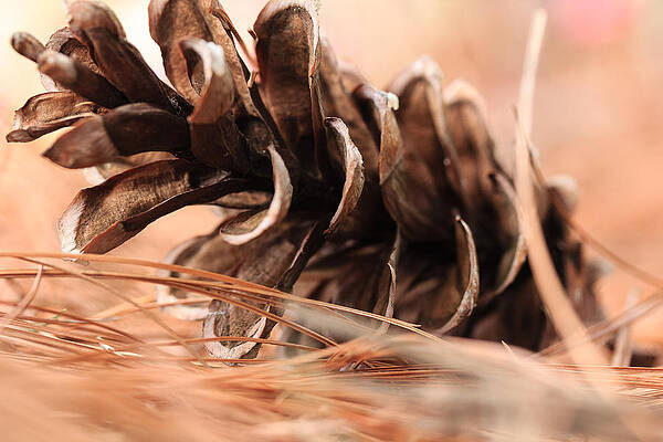 Wall Art - Photograph - Pine cone on a bed of needles by Joni Eskridge