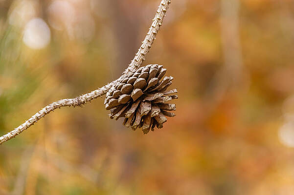 Wall Art - Photograph - Pine cone by SAURAVphoto Online Store