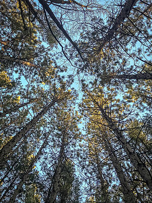 Wall Art - Photograph - Pine trees by SAURAVphoto Online Store