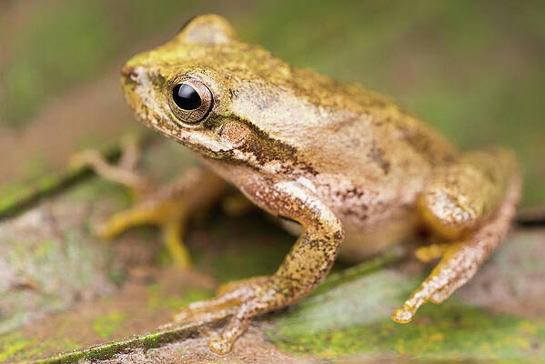 Pine Woods Treefrog by Derek Thornton Pine Woods Treefrog by Derek Thornton