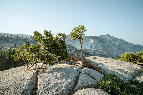Wall Art - Photograph - Pines and Juniper with Clouds Rest by Alexander Kunz