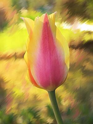 Pink and Yellow Tulip by Jim  Darnall