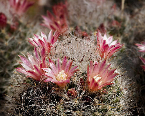 Cactus Wall Art featuring the photograph Pink Cactus Flowers 2 by Kelley King