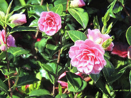 Pink Camellias by Jayne Wilson Pink Camellias by Jayne Wilson