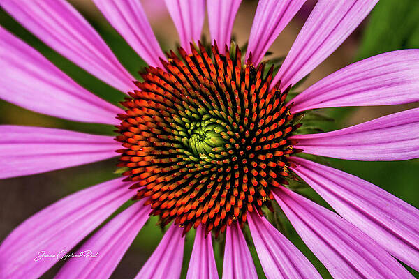 Wall Art - Photograph - Pink Cornflower by Joann Copeland-Paul