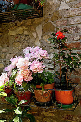 Pink Peonies in Tuscany Italy by Lily Malor Pink Peonies in Tuscany Italy by Lily Malor