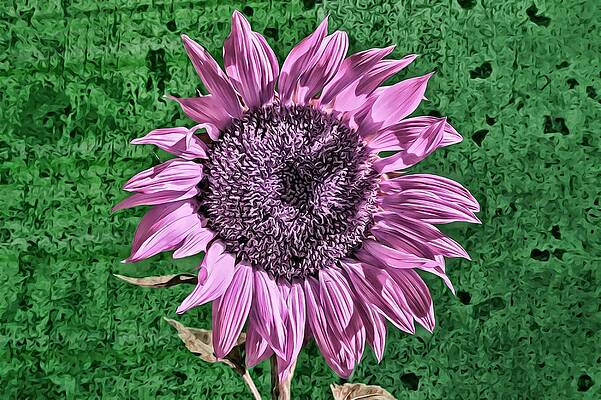 Wall Art - Photograph - Pink Sunflower by Alison Frank