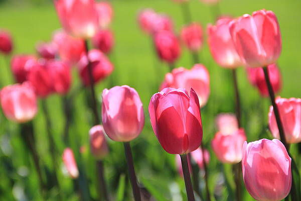 Wall Art - Photograph - Pink Tulips by Angela Murdock