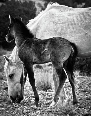 Wall Art - Photograph - Placitas 1 by Catherine Sobredo
